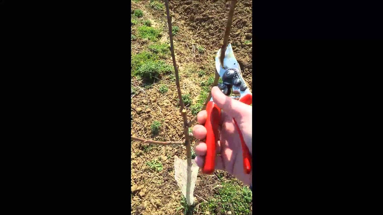 Formiranje vaze - druga godina proleće