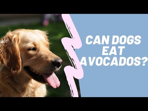 वीडियो: क्या एवोकैडो कुत्तों के लिए जहरीला है?