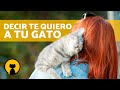 10 FORMAS de decirle TE QUIERO a tu GATO y que te entienda 🐱