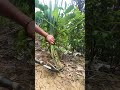 #NewFarmersProgram#ManualWeeding#FarmingAlsoRequiresKnowledgeAndTechnologytechnology #satisfying