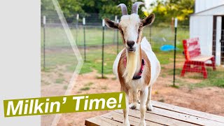 Hand Milking Nigerian Dwarf Goats