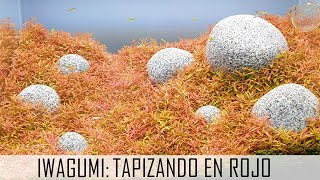 Proyecto RED IWAGUMI (El retorno del rey)