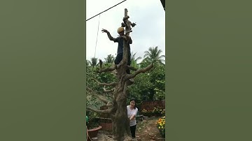 ĐÃ BÁN cụ khế hơn 100 năm tuổi 140 hoành cao 4 m giá 19 triệu lh:0346.362.829 Thiên Đỉnh #shorts