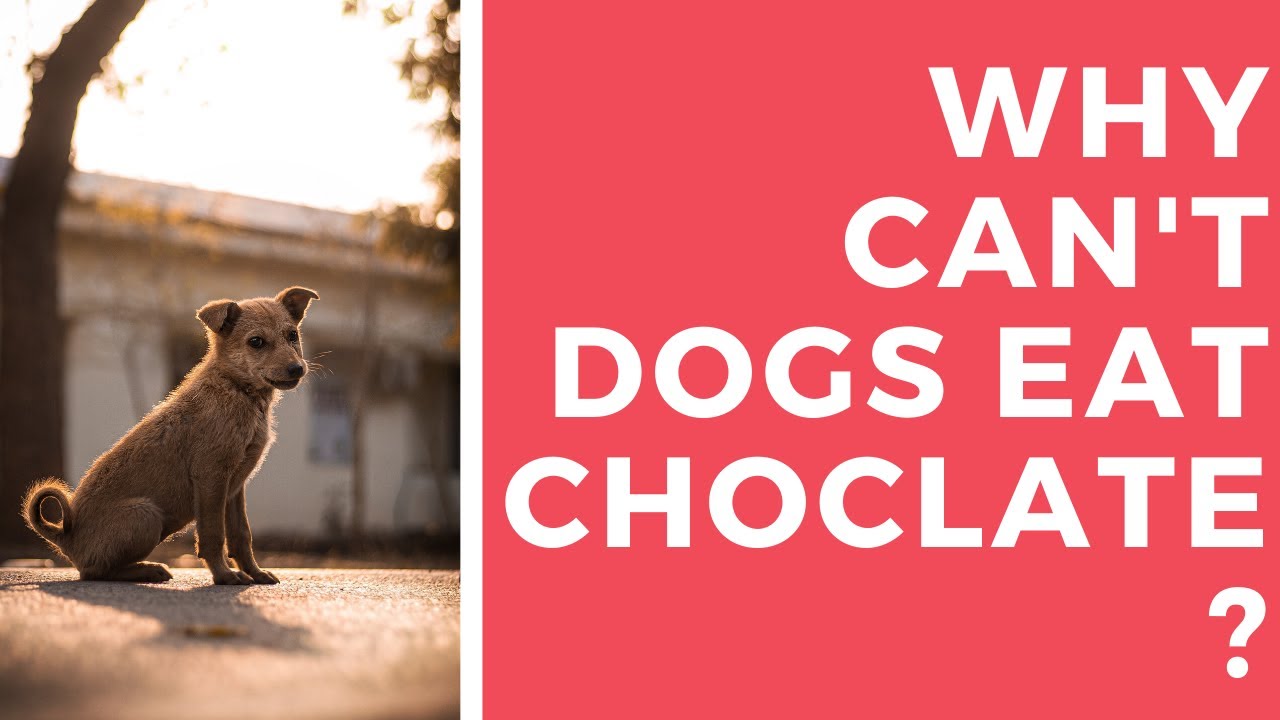 Why can't dogs eat Chocolate? RK Science YouTube