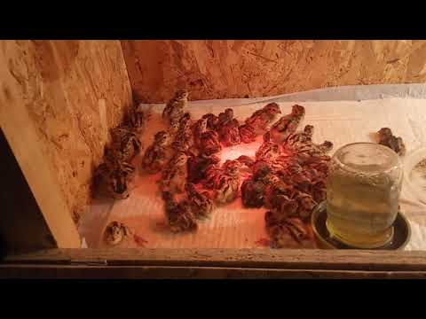 Фазаний сезон цыплят