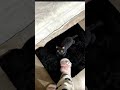 【#一只黑糖啵啵】家里毛茸茸的地毯突然长眼睛了!  #万物皆可毛茸茸 #黑猫 thumbnail
