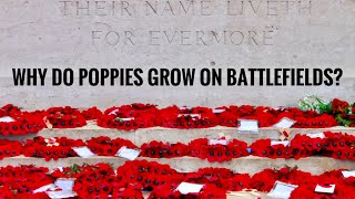 WHY DO POPPIES GROW ON BATTLEFIELDS? THE SCIENCE BEHIND FLANDERS FIELDS. | Gardening in Canada 🇨🇦