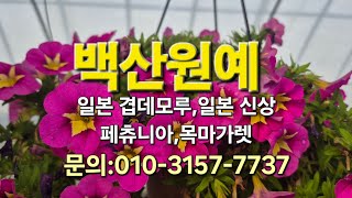 백산원예 목마가렛&오스테오 펄멈 분양 010 3157 7737