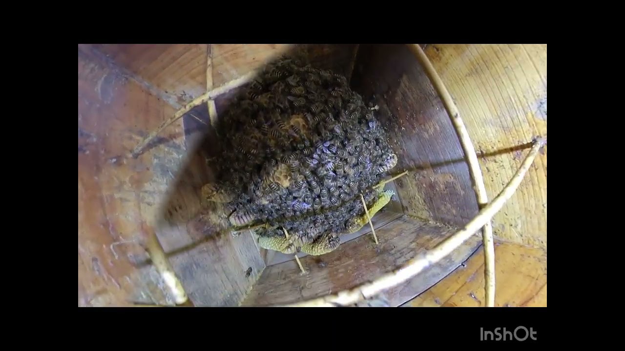 #0122 20260224 アカリンダニには勝てないのか？