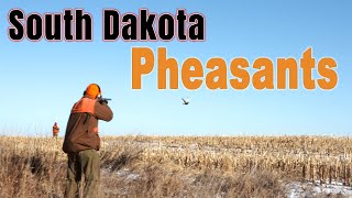 South Dakota Late Season Pheasant Hunting