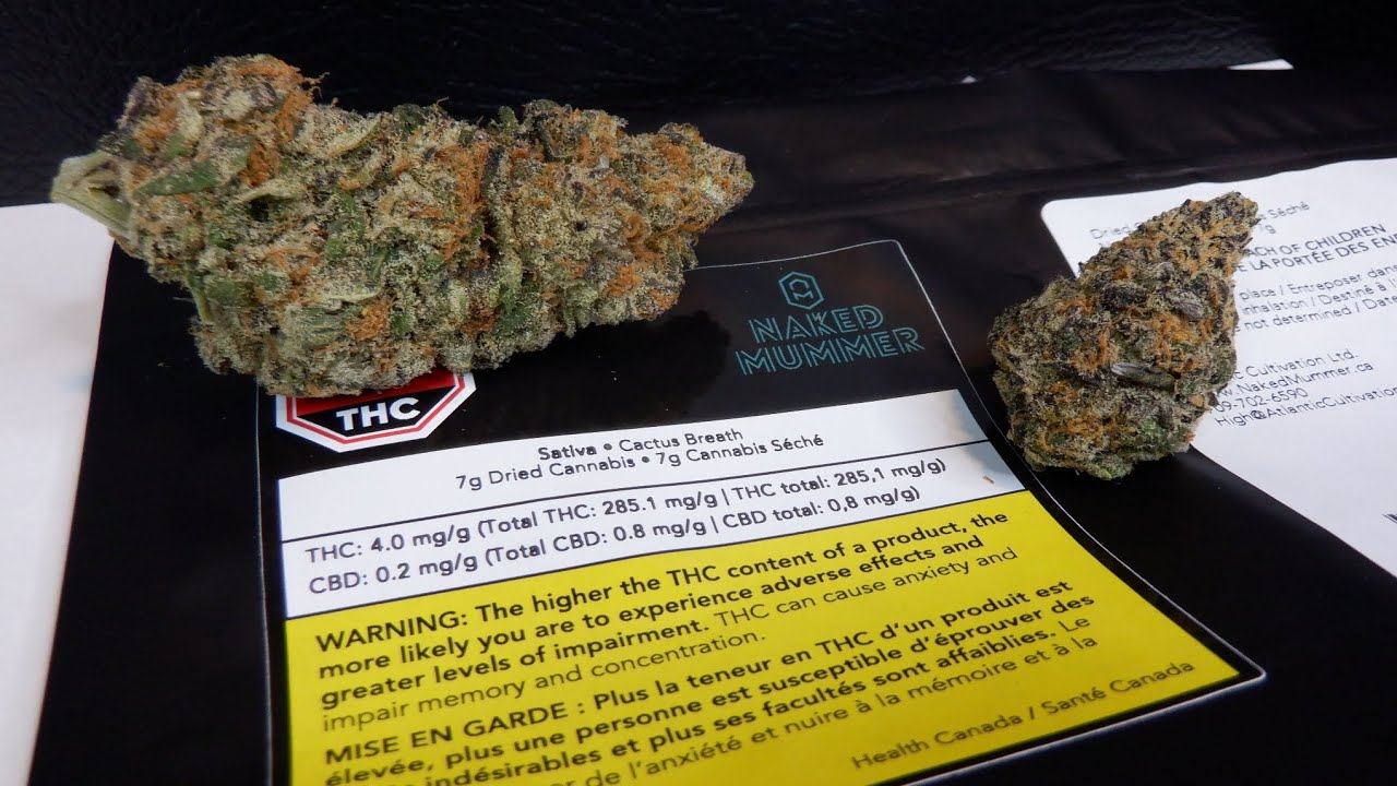 Strain Review Cactus Breath By Naked Mummer