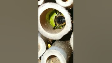 Leafcutter bee making nest