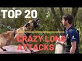 Malinois and german shepherd TOP  20 long attacks