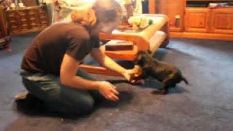 German Shorthaired Pointers  Smokey Retrieving at 6 Weeks ol