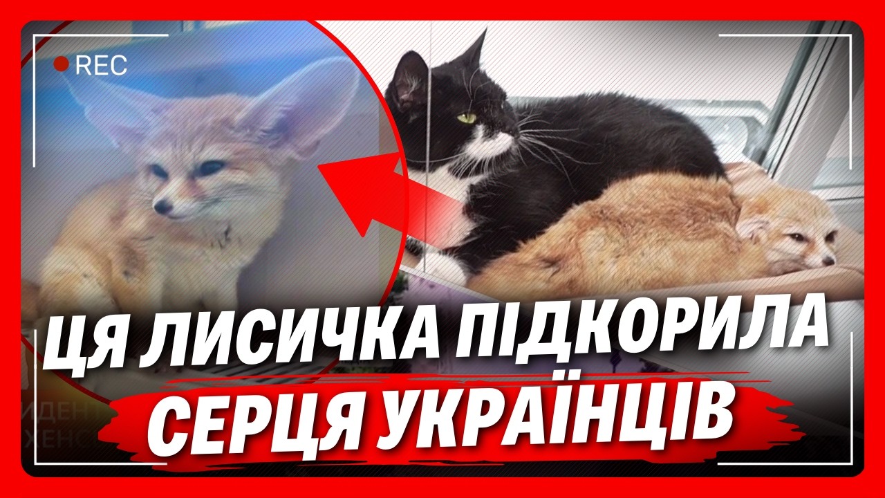 Українка врятувала ЛИСИЧКУ НОРУ із ЗООПАРКУ та прихистила ВДОМА