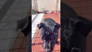 One Staffy In My Life Bruce The Staffordshire Bull Terrier