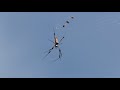 It's fall and banana spiders are back in South Florida