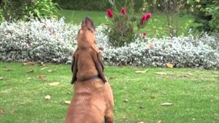 Sad Bloodhound Howling