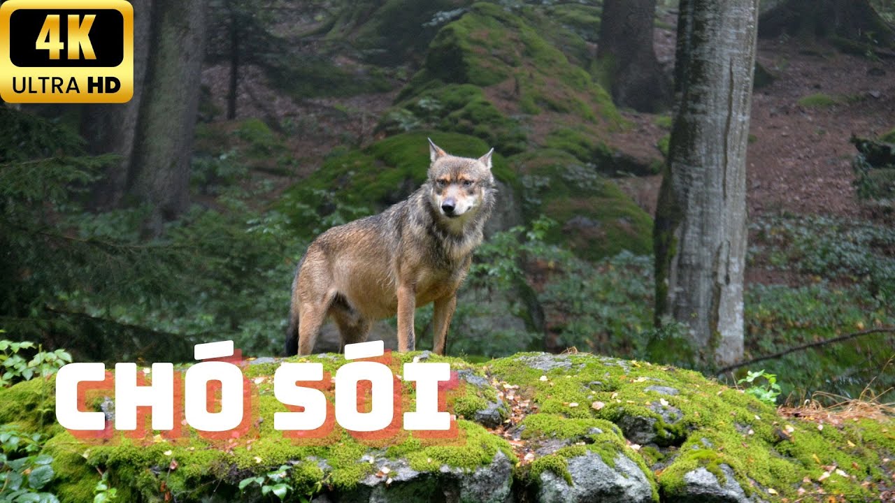 Chó Sói: Kẻ Săn Mồi Bí Ẩn Của Thiên Nhiên - Wolves: Nature's Mysterious ...