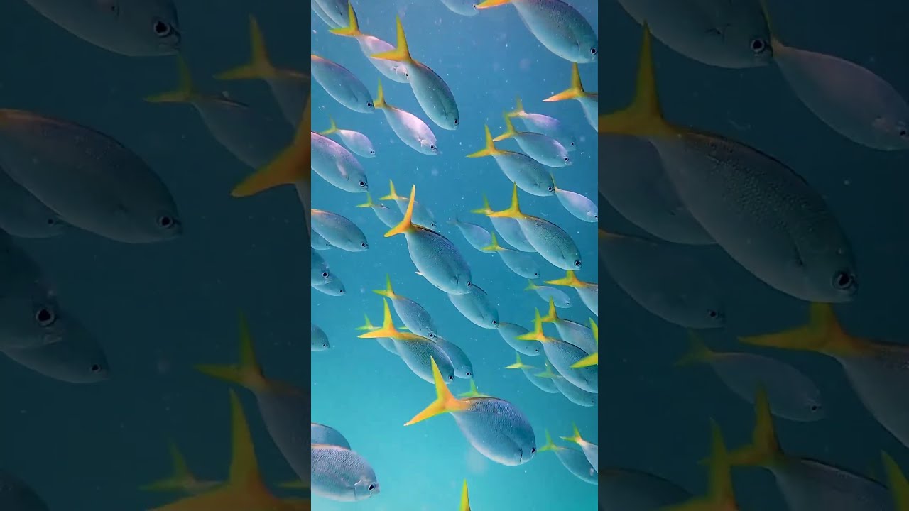 Episode 2 : Mesure de la résistance des coraux / Tara Coral