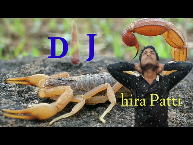 Bichhu maar gaya bich bajriya mein DJ dholki class=