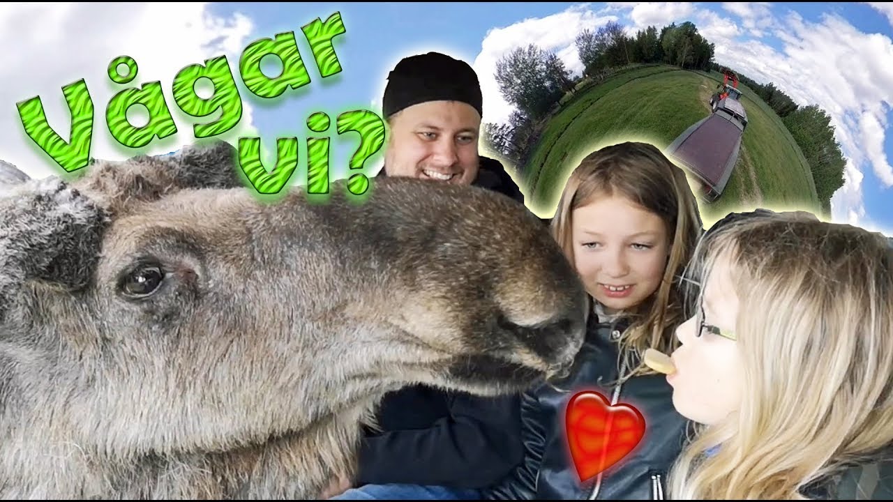 Virum Älgpark 2019 - Virum Moosepark - Älgsafari (Samarbete)