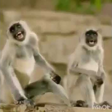 Monyet ketawa