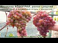 Виноград ВОДОГРАЙ - розовая сказка с мускатом и крупными гроздями, Талдун в сравнении  (Пузенко Н.)