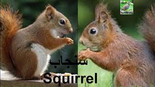 صوت السنجاب  Squirrel Sounds เสียงกระรอกป่า
