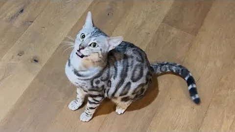 Watch the video about Bengal kitties CHIRP and play! Cool cat noises!