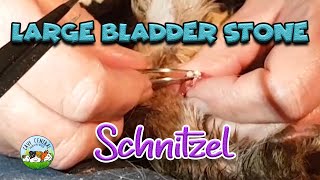Large enormous urethral bladder stone - can we remove this with Schnitzel and help her