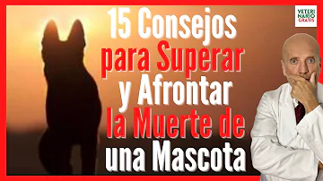 ¿Cómo informar la muerte de una mascota?