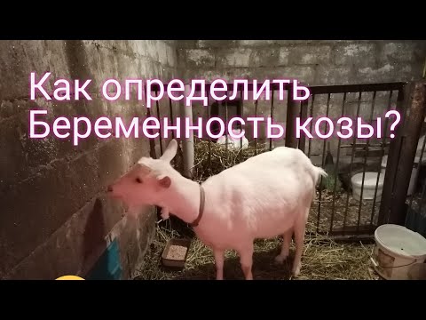 Видео: 3 способа выращивания коз