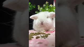 🐇 Ultimate Guide To Lop Eared Rabbit Care! 🐰  Must Watch For Every Rabbit Pet Owner!