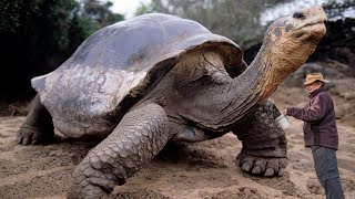 Galapagos Giant Tortoise : Gentle Giant of the Galapagos Islands