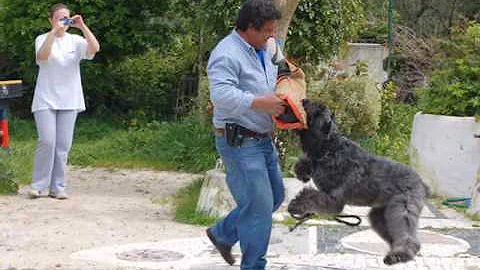 Nobel - "The Great Bouvier des Flandres"