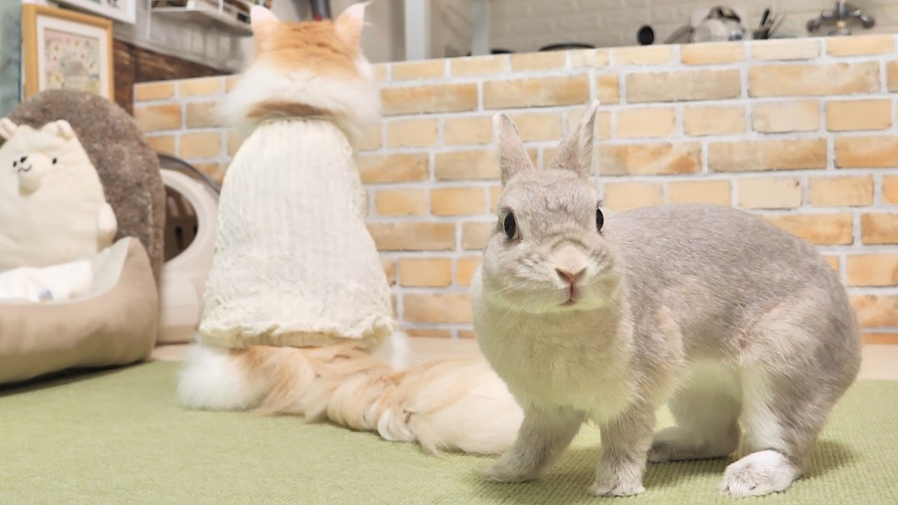 普段モフモフの弟猫が夏服を着てたらあまりにも別フォルム過ぎて飼い主
