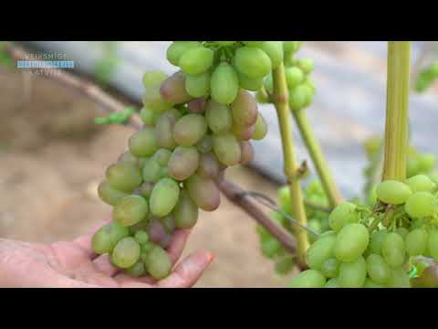 Video: Vīnogu Antracnoze