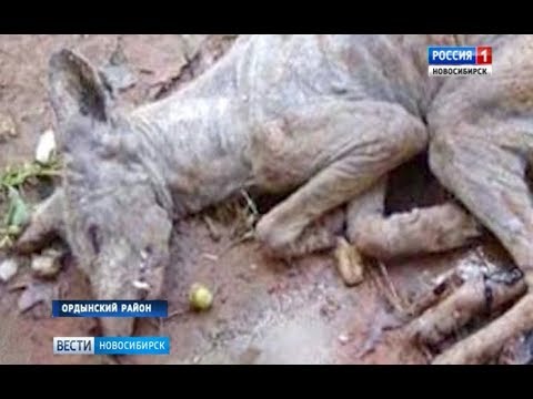 Видео: Неизвестно животно беше хванато в Ляанемаа: естонска чупакабра - кой е? - Алтернативен изглед