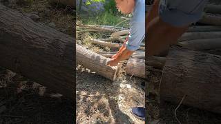 I Found a Simple Way to Peel a Poplar Tree!