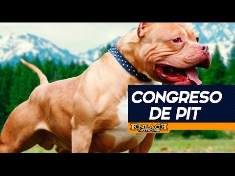 1er congreso de Pit deporte y estructura