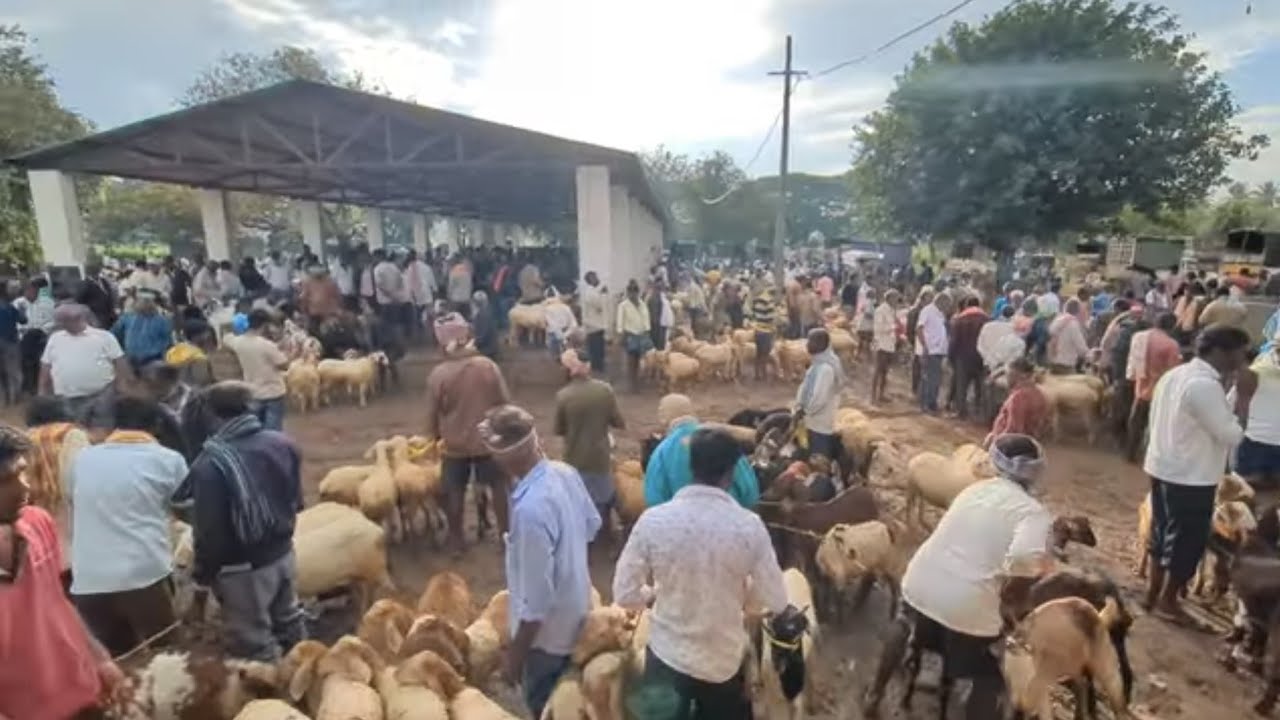 Hindiganala Sheep and Goat bazaar every Monday 6th October 2025 | H cross 