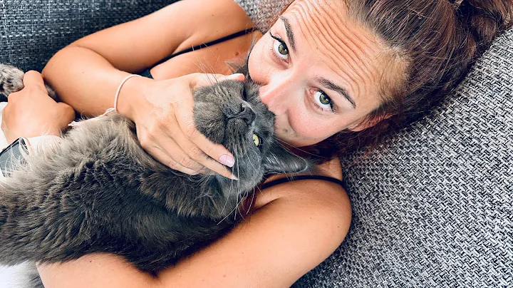 Watch the video about Maine Coon cat’s Thunderous Purr!” 🐈‍⬛ Turn the volume up!