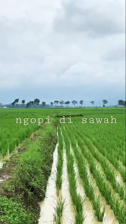 Ngopi di cafe❎ Ngopi di sawah dong✅