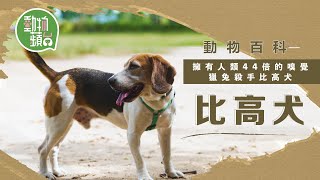 現實版Snoopy比高犬 動物百科天生肥仔要終身keep fit #動物百科 #動物蘋台果籽 Apple Daily—原刊日期 20200911