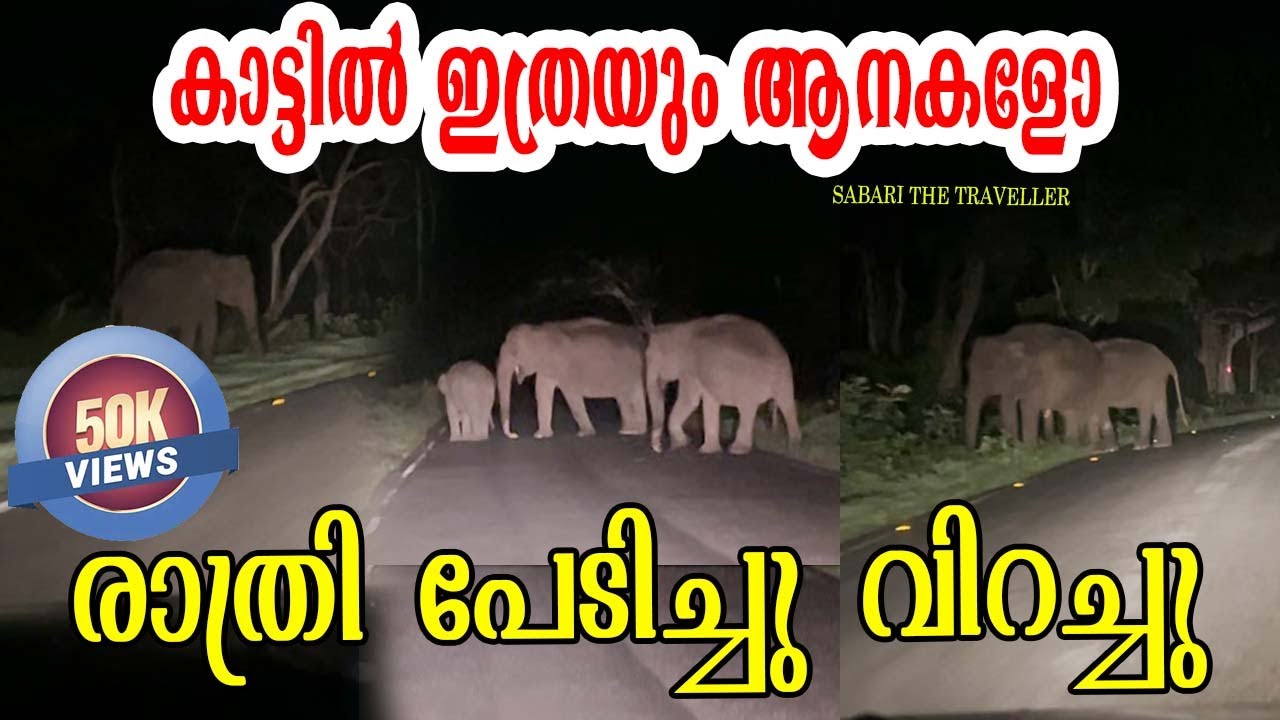 BANDIPUR FOREST NIGHT DRIVE | ഞങ്ങൾ രക്ഷപ്പെടുമോ ? |കാട്ടിൽ ഇത്രയും ആനകളോ  |முதுமலை
