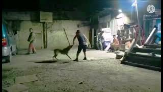 Mondioring bitework. Face attack left and right leg, flee attack, defense