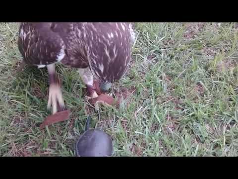 lure training my red tail hawk 