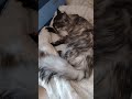 утренние умывалки #cat #красиваякошка #cat2026 #веселыекоты #мина  #mina