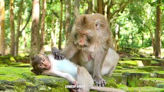 The Funniest Monkey Reaction Ever Recorded Monkey-10K